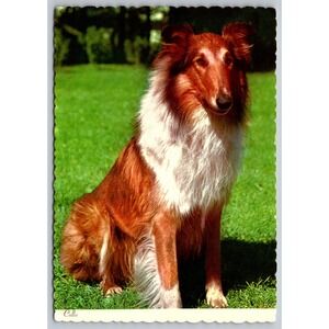 Collie Dog Vintage Postcard Scalloped Edge Hancock NY Lassie